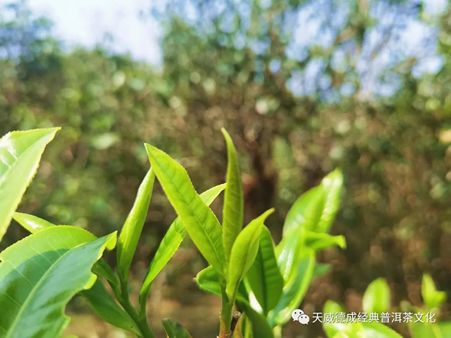 石昆牧经典茶文化