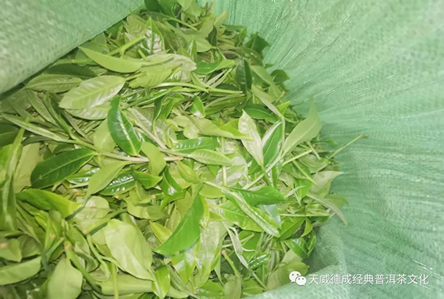 石昆牧经典茶文化