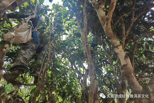 石昆牧经典茶文化