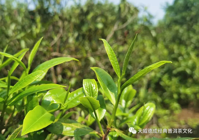 石昆牧经典茶文化