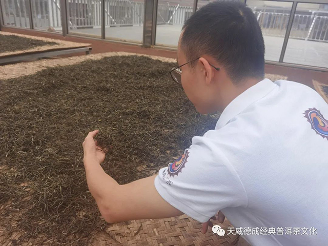 天威德成2022老班章普洱茶