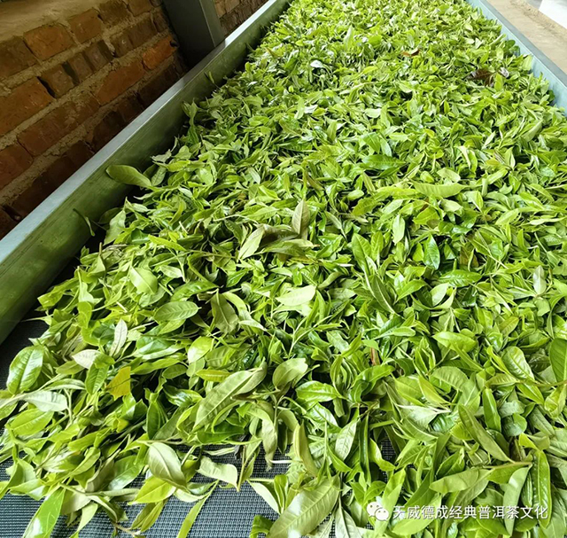 天威德成2022老班章普洱茶