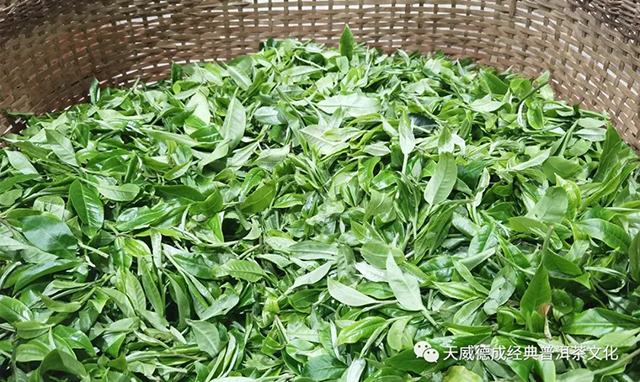 天威德成2022老班章普洱茶