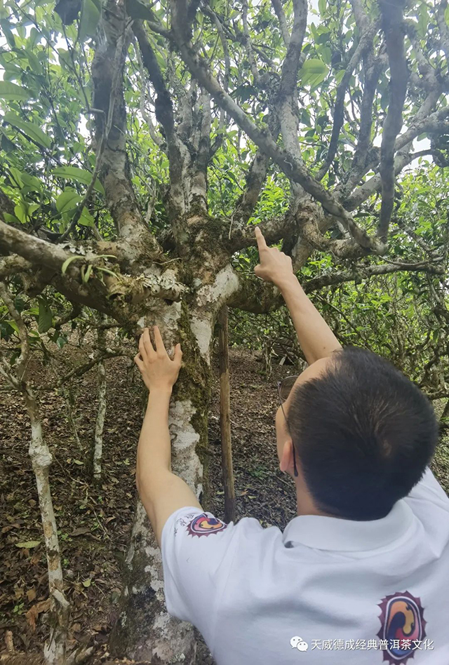 天威德成2022老班章普洱茶