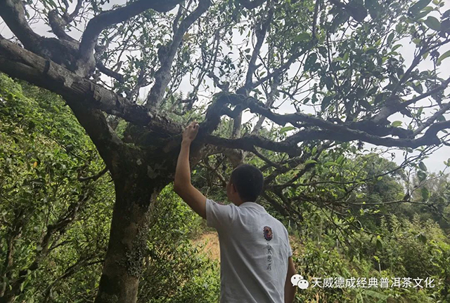天威德成2022老班章普洱茶