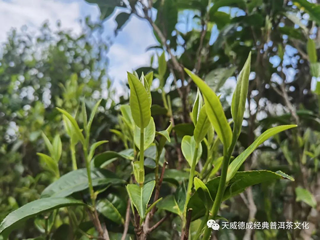 天威德成2022老班章普洱茶