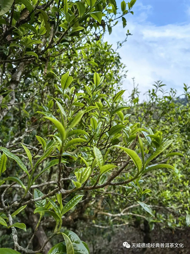 天威德成2022老班章普洱茶