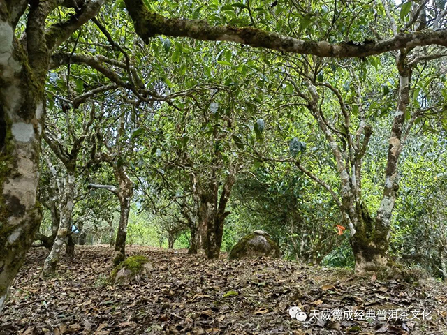 天威德成2022老班章普洱茶