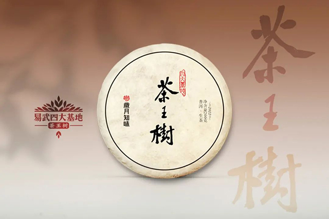 岁月知味2022四大基地茶王树易武茶