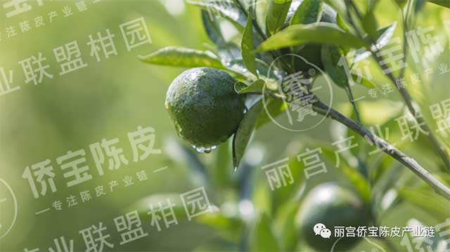 丽宫食品受邀参加2022中国森林食品交易博览会