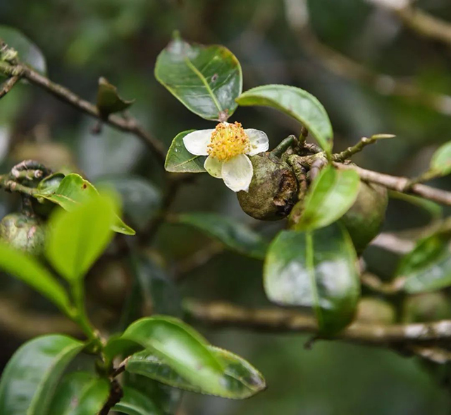 周重林茶叶战争