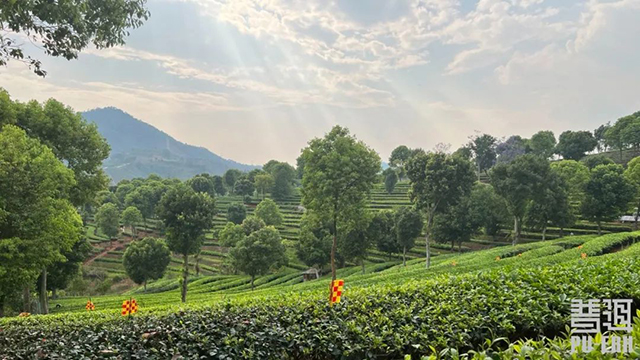 云茶产业