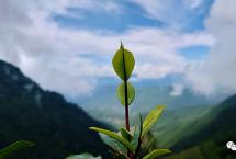 周重林：茶叶树种与观念的争论，不亚于一场战争