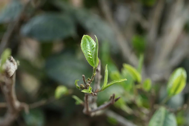 热水塘茶园生态环境