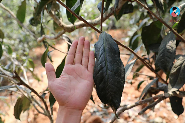 南茗佳人普洱茶