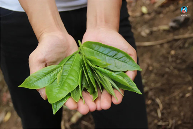 南茗佳人普洱茶