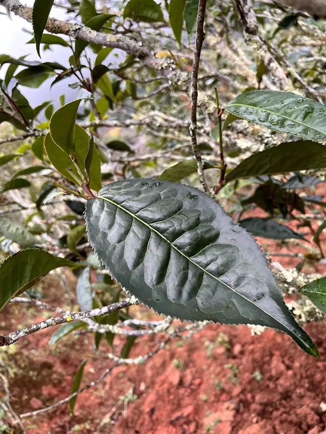 八角亭景谷高山白茶月光白