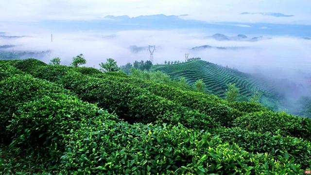 普洱茶鲜叶