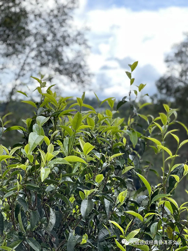 老班章茶山行