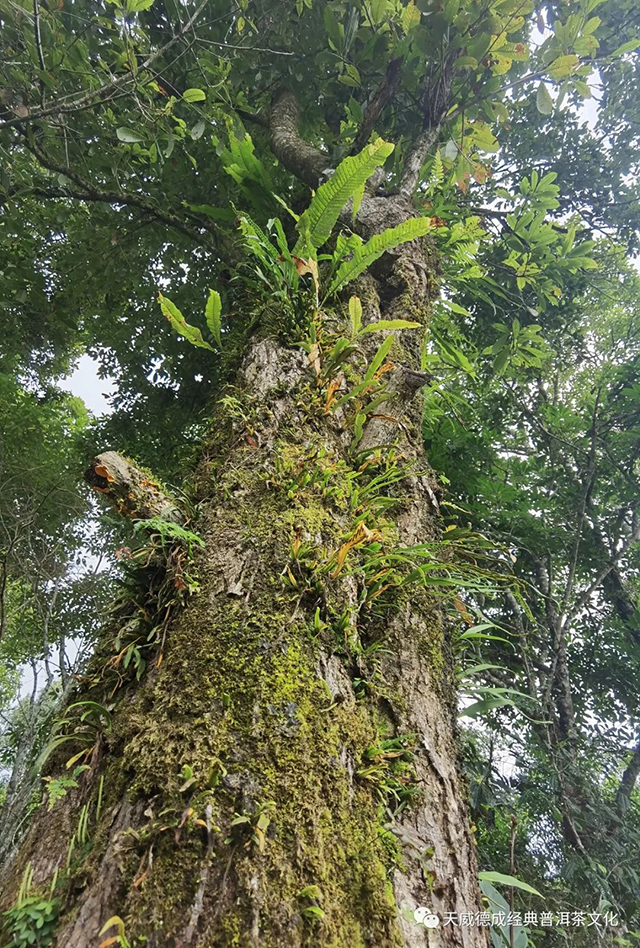 老班章茶山行