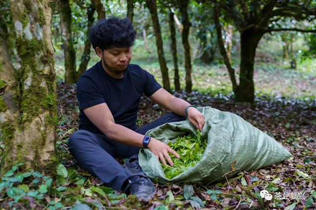 春茶季张宇上山收茶