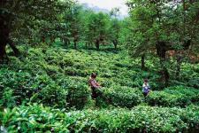 广东省茶文化研究院院长林楚生悼念肖时英先生