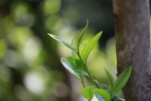 龙润茶2020景迈山普洱茶