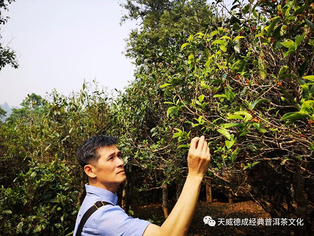 石昆牧普洱茶大事记