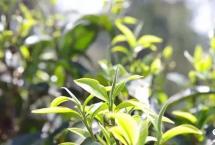 茶叶市场正处于调整期，茶企要留意这些新“趋势”！｜兴茶观茶