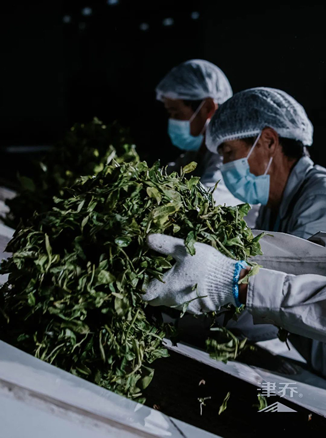 津乔普洱茶