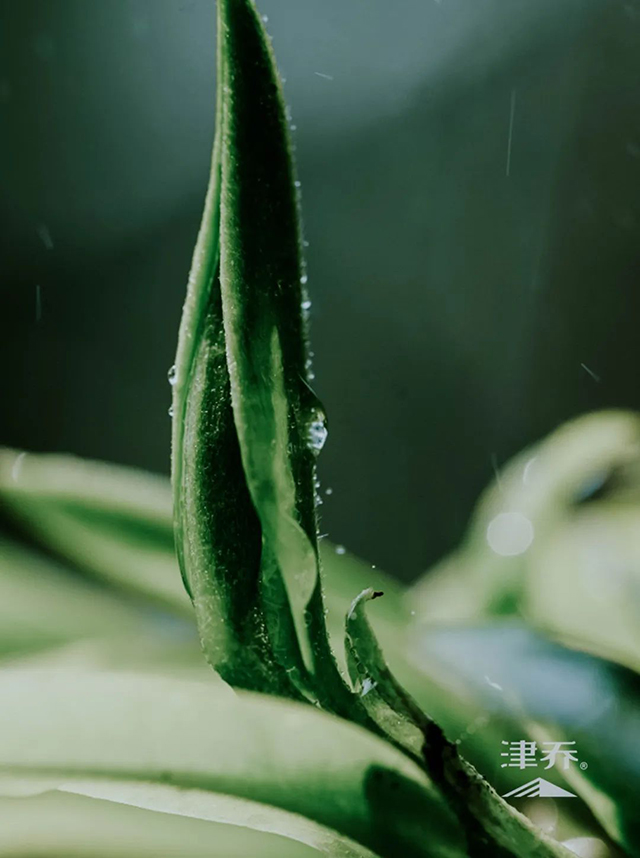 津乔普洱茶