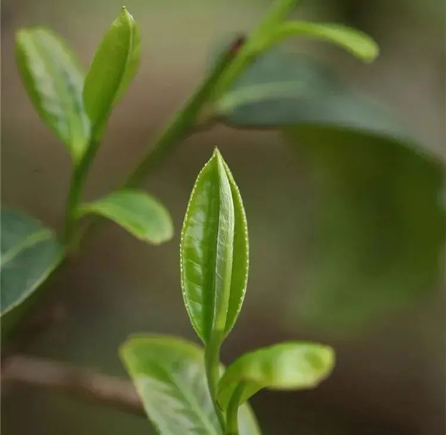 荣瑞祥永德味2021年古树金芽特级熟茶