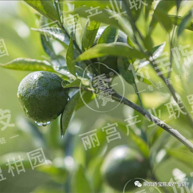 丽宫侨宝陈皮产业
