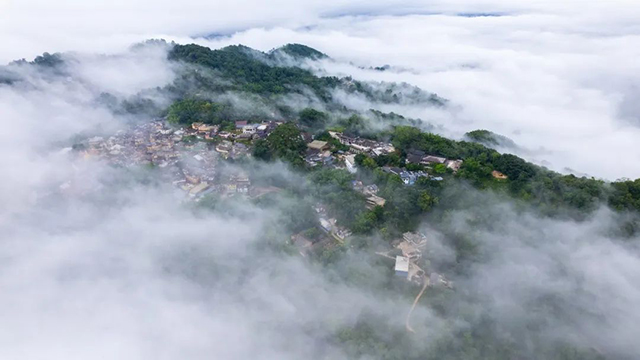 八角亭景迈山古树有机茶普洱茶