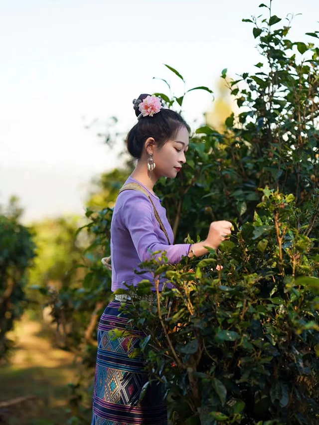 八角亭景迈山古树有机茶普洱茶