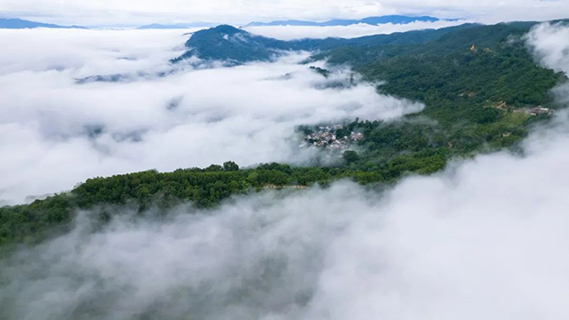 八角亭景迈山古树有机茶普洱茶