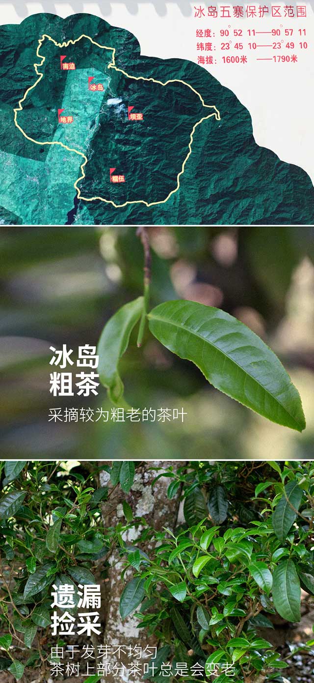 荣瑞祥2022年冰岛粗茶普洱茶