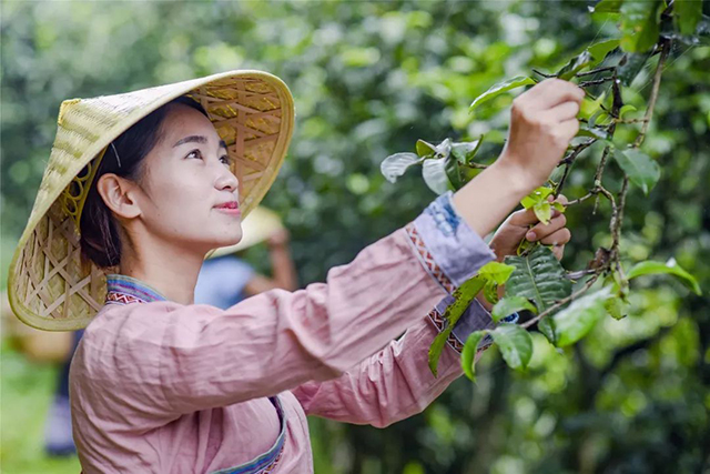 龙润茶喜茶生熟普洱茶