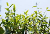 茶业复兴：云南茶产业为什么不如福建茶产业