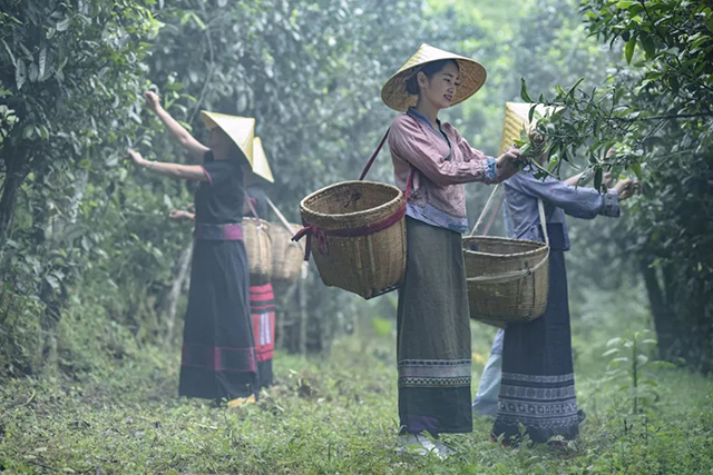 云南龙润茶业