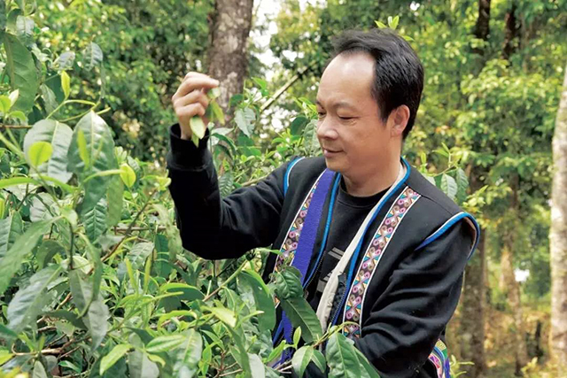 葳盛2017年捌正道普洱茶