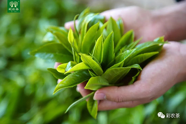 烟味普洱茶