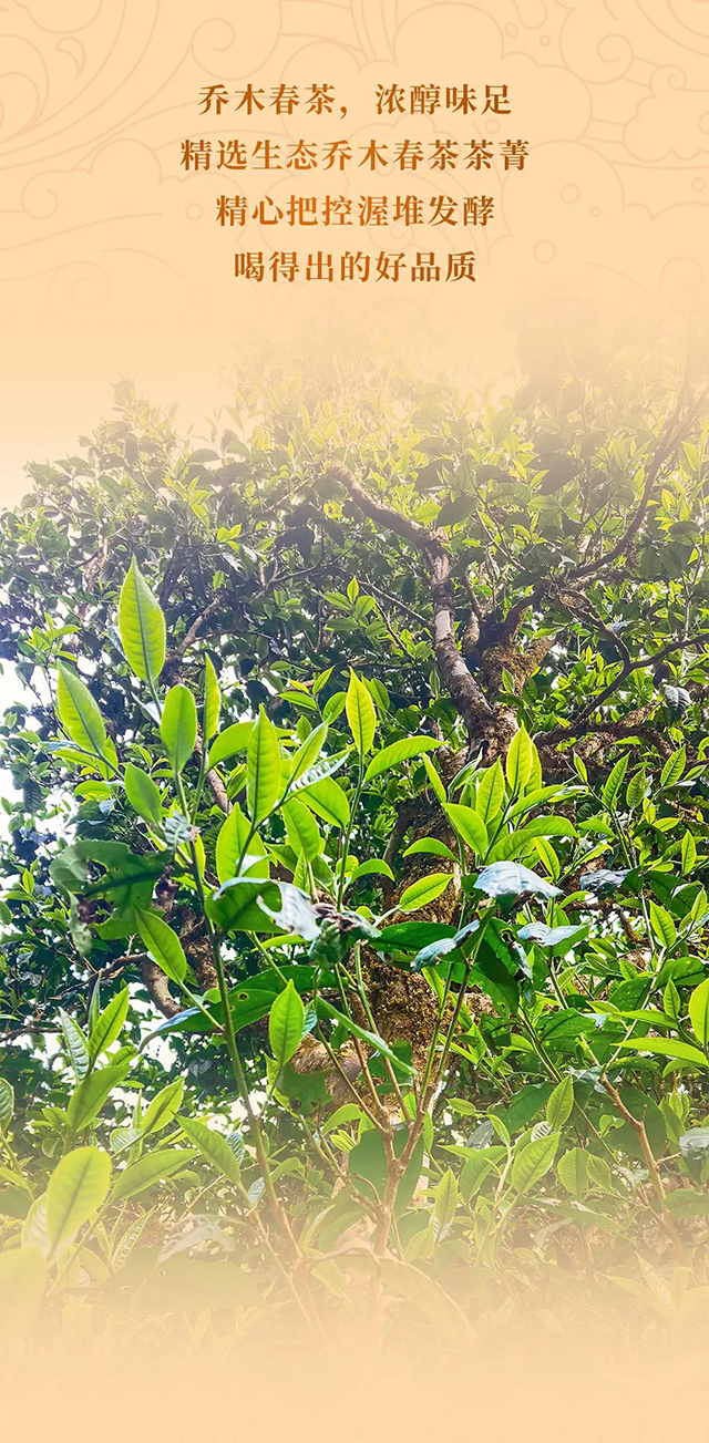 福今茶业2022年初心熟饼普洱茶