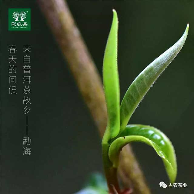 彩农茶2022秋勐海小饼普洱茶