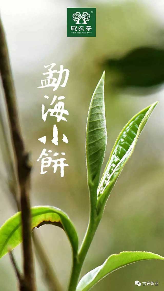 彩农茶2022秋勐海小饼普洱茶