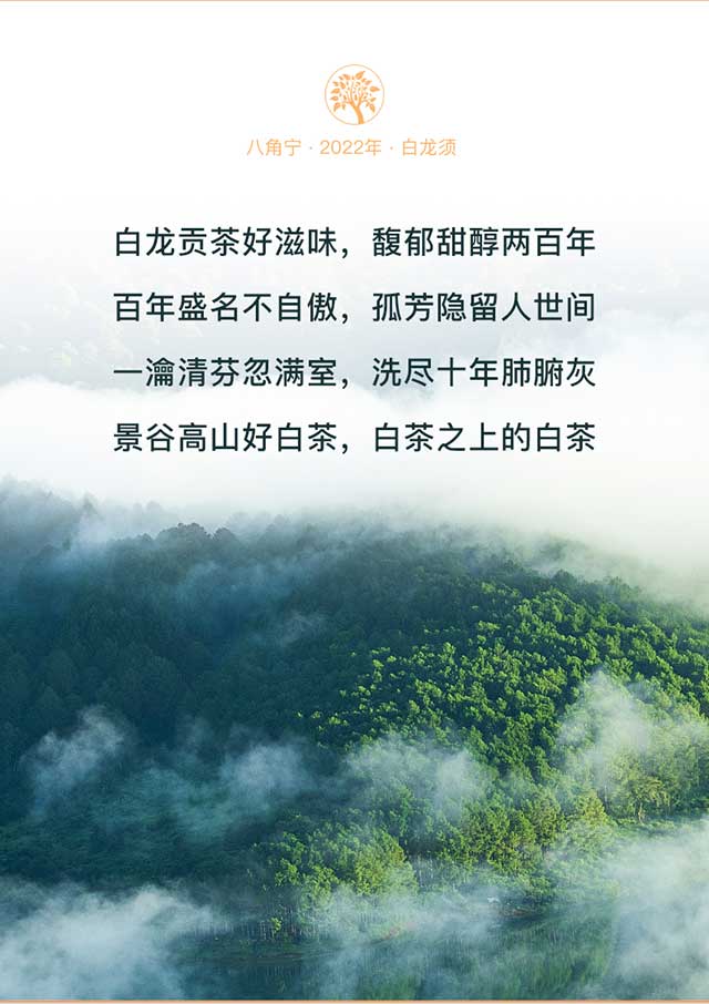 八角亭景谷高山白茶白龙须贡茶