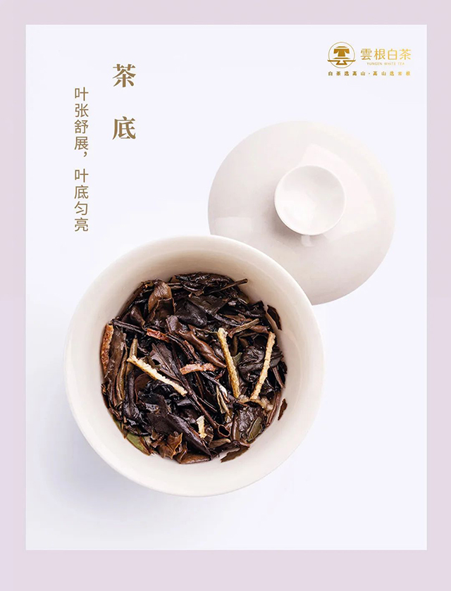 云根茶业云根白茶陈皮白茶