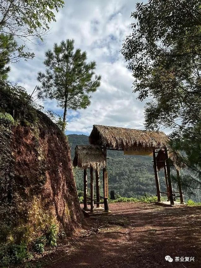 钉耙山普洱茶