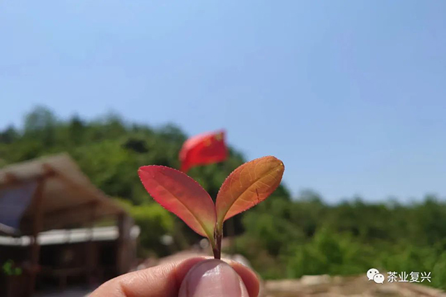 钉耙山普洱茶