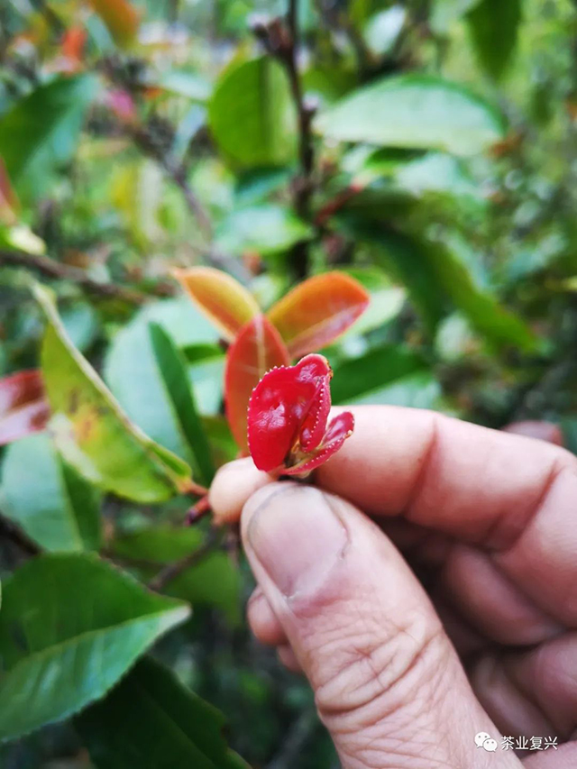 钉耙山普洱茶